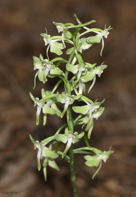 Pad-leaved Orchis Platanthera orbiculata