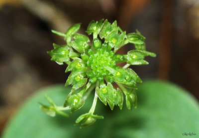 Green Adder's Mouth Malaxis unifolia