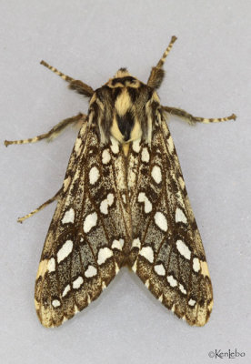 Silver-spotted Tiger Moth Lophocampa argentata #8209