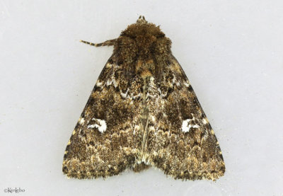 White-spotted Properigea Moth Properigea albimacula #9588