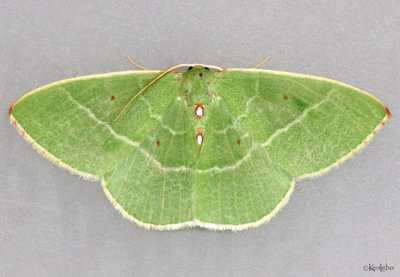 Columbian Emerald Moth Nemoria darwiniata #7035