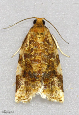 Fruit-tree Leafroller Moth Archips argyrospila #3648