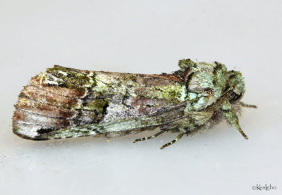 Unicorn Caterpillar Moth Schizura unicornis #8007