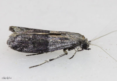 Lesser Aspen Webworm Moth Meroptera pravella #5787