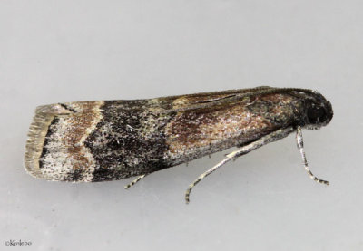 American Plum Borer Moth Euzophera semifuneralis #5995