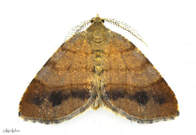 Orangewing Moth Mellilla xanthometata #6322