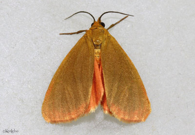 Immaculate Holomelina Moth Virbia immaculata #8124