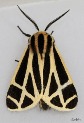 Carlottas Tiger Moth  Apantesis carlotta #8171.1