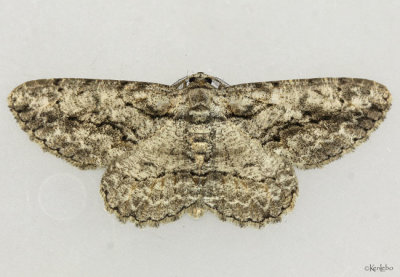 Common Gray Moth Anavitrinella pampinaria #6590