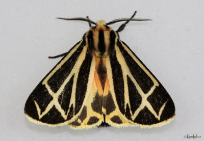 Carlotta's Tiger Moth  Apantesis carlotta #8171.1