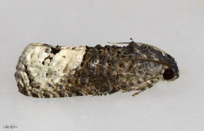 Locust Twig Borer Moth Ecdytolopha insiticiana #3497