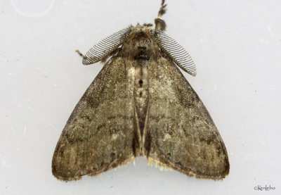 White-marked Tussock Moth Orgyia leucostigma #8316