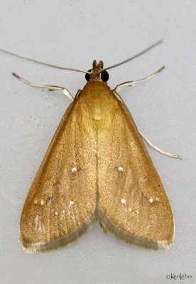 White-spotted Brown Moth Diastictis ventralis #5255