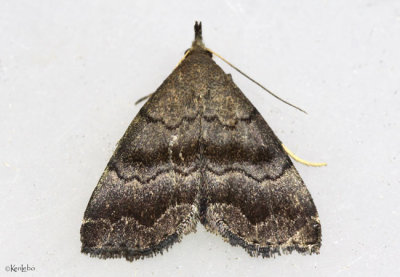 Black-banded Owlet Moth Phalaenostola larentioides #8364