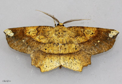 Deep Yellow Euchlaena Moth Euchlaena amoenaria #6733