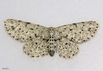 Dotted Gray Moth Glena cribrataria #6449