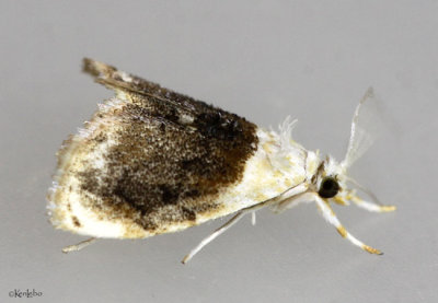 Sooty Lipocosmodes Moth Lipocosmodes fuliginosalis #4888