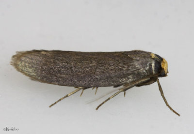 Lesser Wax Moth Achroia grisella #5623
