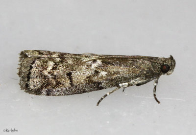 Elm Leaftier Moth Canarsia ulmiarrosorella #5926