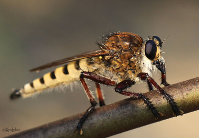 Robber Fly Promachus hinei