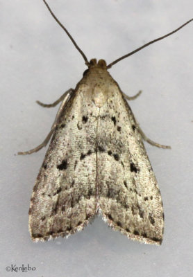 Broken-line Hypenodes Moth Hypenodes fractilinea #8421