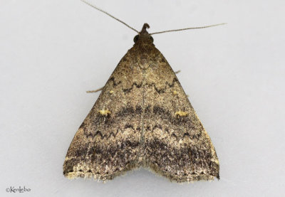 Florida Tetanolita Moth Tetanolita floridana #8368