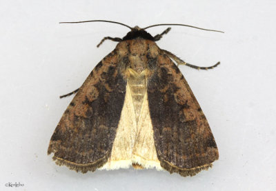 Brown-collared Dart Moth Protolampra brunneicollis #11006