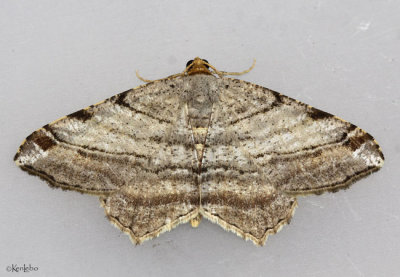 Many-lined Angle Moth Macaria multilineata #6353