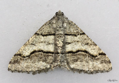 Curve-lined Angle Moth Digrammia continuata #6362