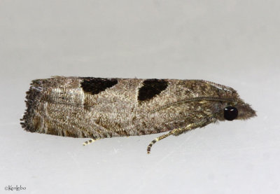 Aster-head Phaneta Moth Eucosma tomonana #2936
