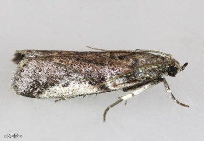 Scale-feeding Snout Moth Laetilia coccidivora #5949
