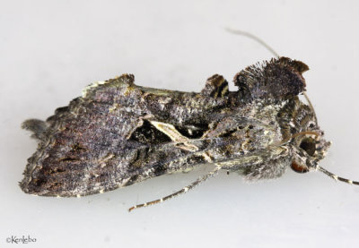Sharp-stigma Looper Moth Ctenoplusia oxygramma #8889
