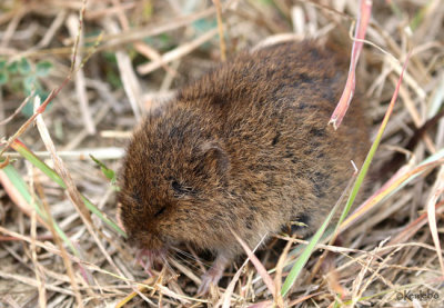 Meadow Vole