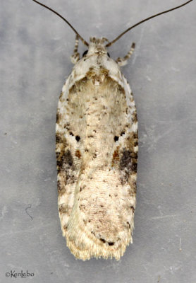 Poison Hemlock Moth Agonopterix alstroemeriana #0874.1