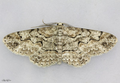 Brown-shaded Gray Moth Iridopsis defectaria #6586