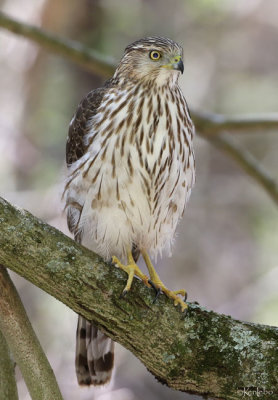 Coopers Hawk