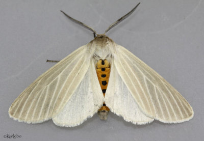 Oregon Cycnia Moth Cycnia oregonensis #8231