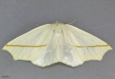 White Slant-Line Moth Tetracis cachexiata #6964