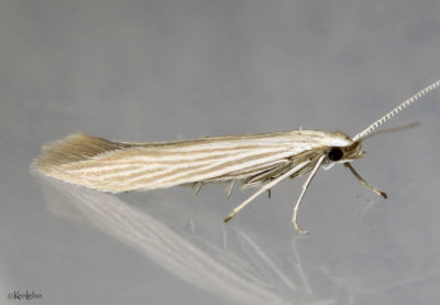 Streaked Coleophora Moth Coleophora cratipennella #1365