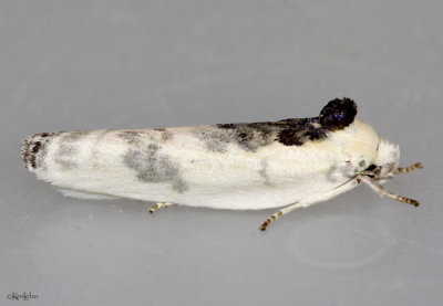 Schlaeger's Fruitworm Moth Antaeotricha schlaegeri #1011