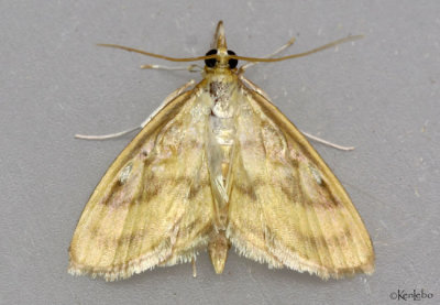 Pale-winged Crocidiphora Moth Crocidophora tuberculalis #4945