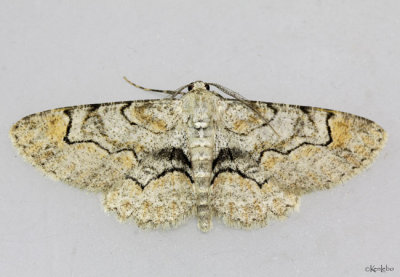 Bent-line Gray Moth Iridopsis larvaria #6588