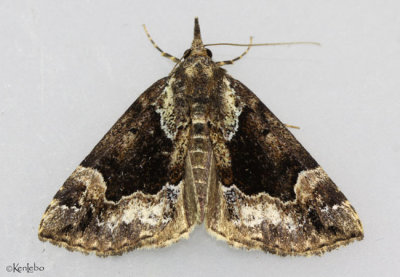 Mottled Bomolocha Moth Hypena palparia #8444