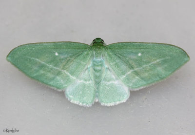 Badwing Moth Dyspteris abortivaria #7648