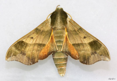 Virginia Creeper Sphinx Moth Darapsa myron #7885