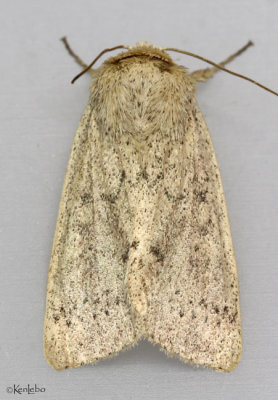 Ursula Wainscot Moth Leucania ursula #10461