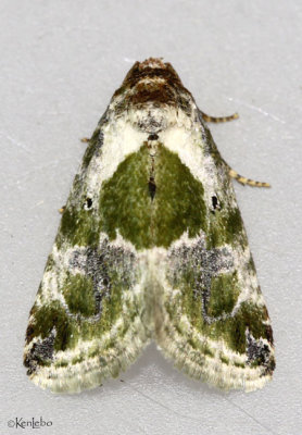 Black-dotted Lithacodia Moth Maliattha synochitis #9049