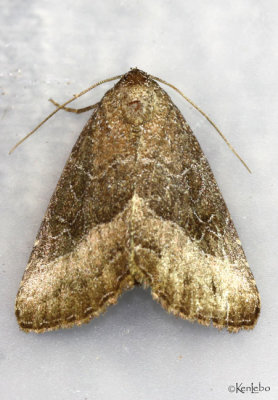 Common Pinkband Moth Ogdoconta cinereola #9720
