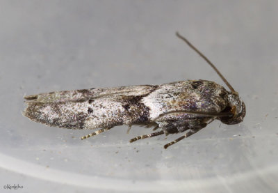 Acorn Moth Blastobasis glandulella #1162