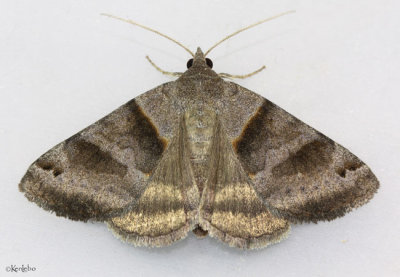 Forage Looper Moth Caenurgina erechtea #8739